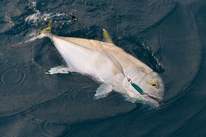 This trevally snaffled a new Halco Outcast during what was shaping up as a successful family fishing trip - until a charter vessel with 20 anglers on the back deck turned up and anchored right on the writer's secret spot. Image: Peter Zeroni